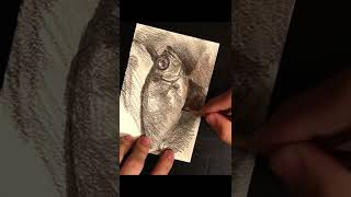 魚をリアルに鉛筆で描く　Pencil Drawing Fish 30minutes