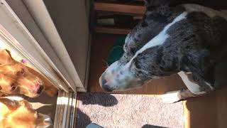 Stop Dog Door Dashing w/Clever Game by Chet Womach 2,443 views 6 years ago 2 minutes, 40 seconds