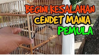 KESALAHAN2 MENDASAR YANG SERING DILAKUKAN CENDET MANIA PEMULA