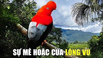 Vẻ Đẹp Huyền Thoại Của Các Loài Chim | Khám Phá Thế Giới Động Vật Hoang Dã