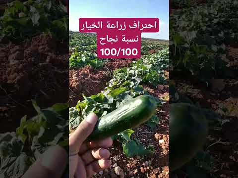 زراعة الخيار بتفصيل انتظرونا ادعمنا بلايك واشتراك بلقناة قناة الزراعة العامة زراعة نبات