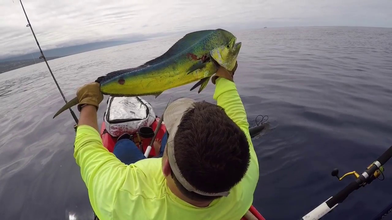 Kona Kayak Fishing; Mahi Madness 2.16.18 YouTube