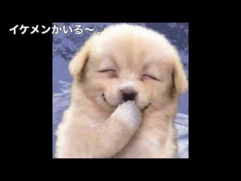 最高に面白い動物画像集！　癒しと笑いをお届けします！