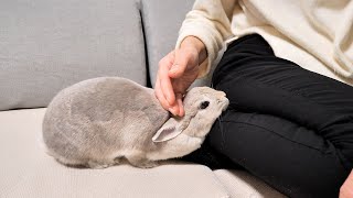 ひさしぶりに母親と会い、別れを惜しんじゃうウサギさん