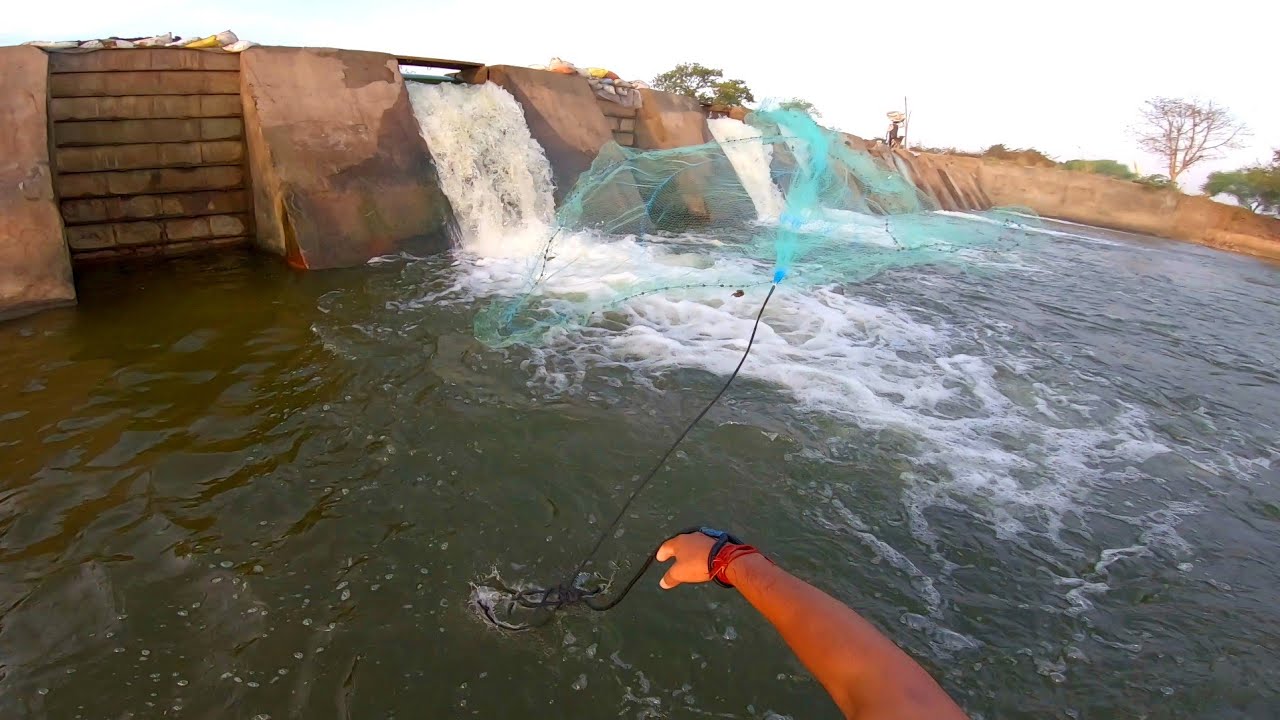 indian net fishing video | traditional net fishing | cast net fishing in the local river | #fishing