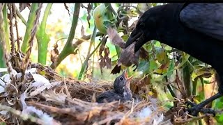 Sungguh Keterlaluan Burung Gagak Ini Sangat Meresahkan_ Mencuri Bayi Burung Lain