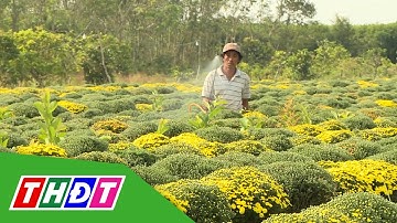 Hoa Sa Đéc rộn ràng vào Tết | THDT