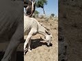 Donkey Short Mating 2025 Animals Donkey Donkey Short Mating 2025 Animals Donkey