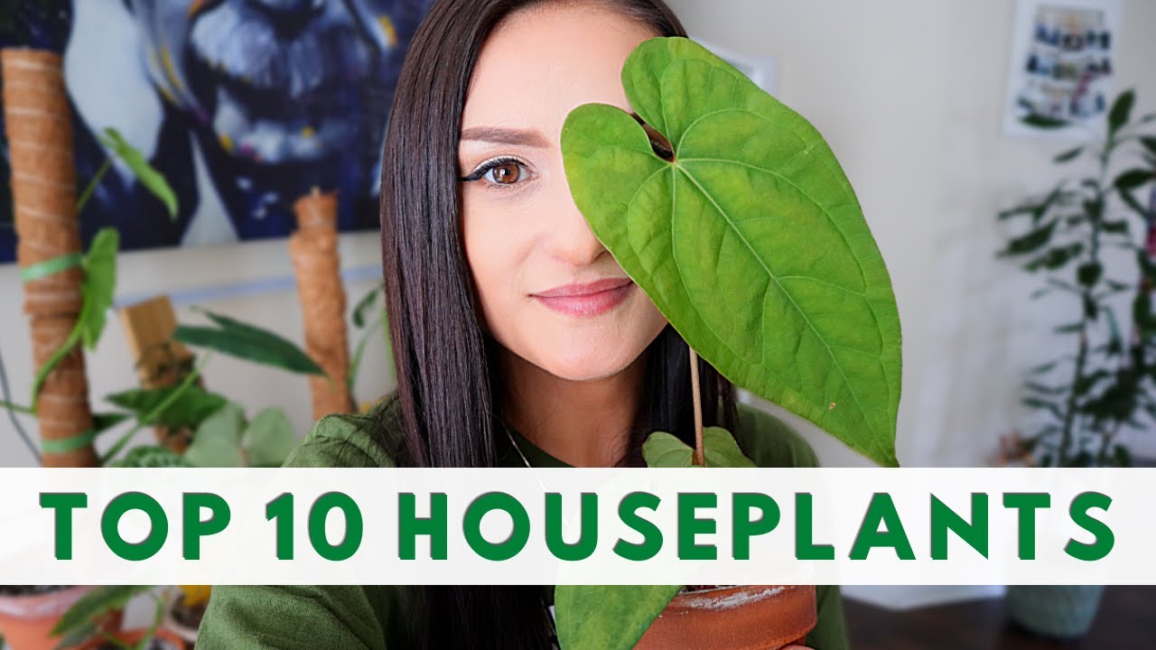 MY 10 FAVORITE HOUSEPLANTS TOP 10 HOUSEPLANTS FAVORITE HOUSEPLANTS