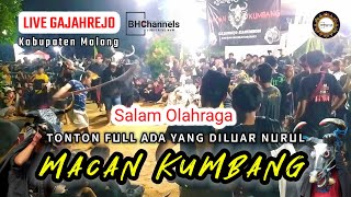 🔴 Live Bantengan Macan Kumbang Gajahrejo Malang | Full Sruwit Sruwit Ngerriiieh Cuy