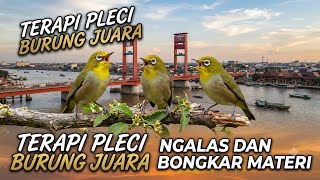 Terapi pleci ngalas dan bongkar materi agar juara #pleci #terapiplecikoloni #simulasilombapleci 