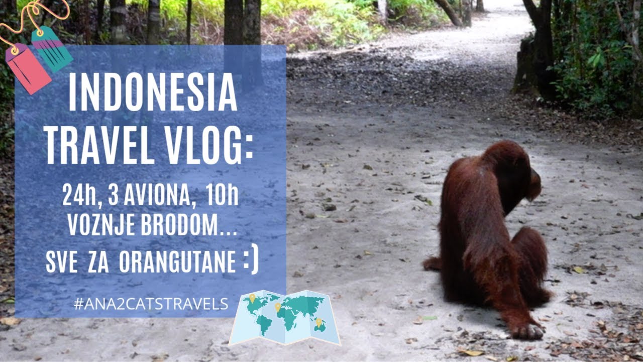Indonesia travel: orangutani, 10h voznje brodom i 3 aviona - Kalimantan :)