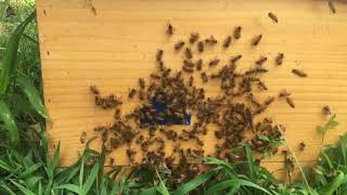 Queen’s return from mating flight