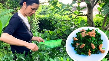 Công Dụng Tuyệt Vời Từ Lá Ớt, LÁ ỚT XÀO THỊT Món Ăn Giàu Canxi