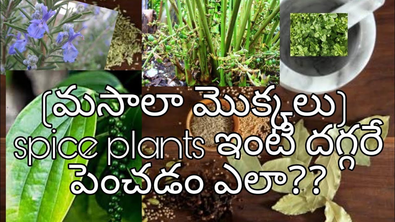 How to grow Spices in pots & uses of spices - YouTube