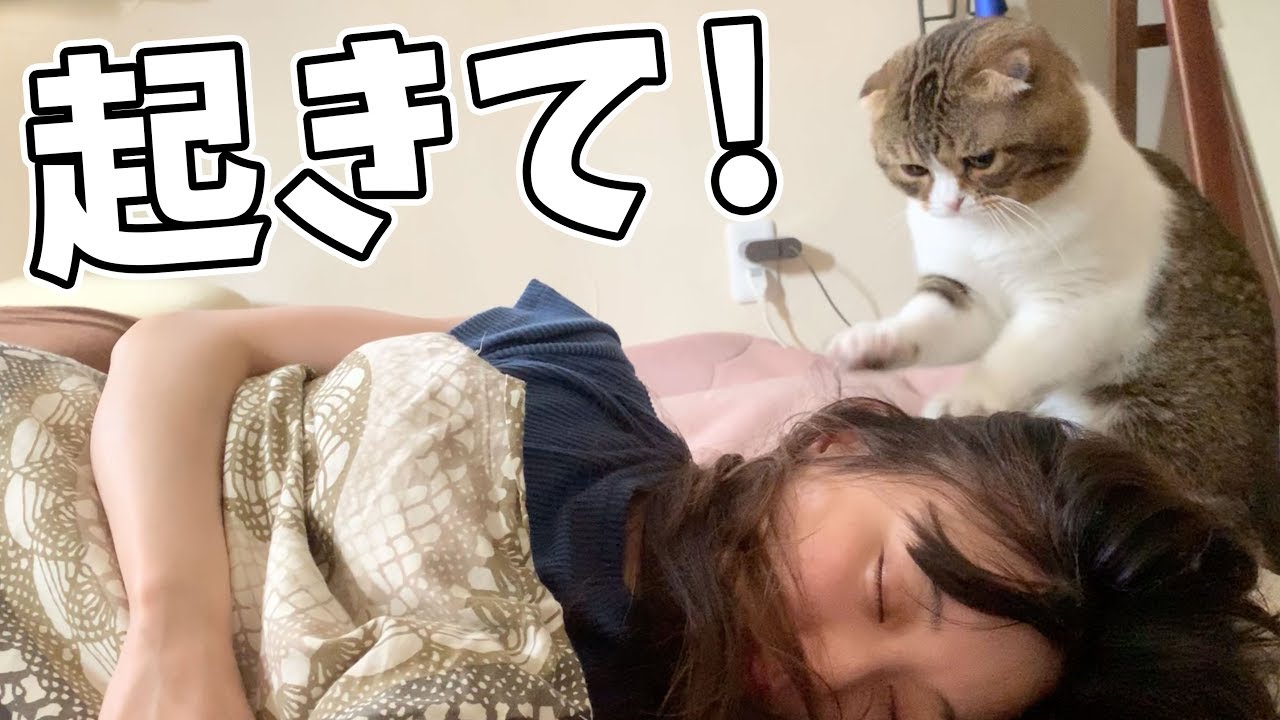 猫】ママ起きるにゃ！【スコティッシュフォールド】【Scottish Fold
