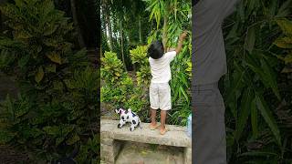 বনি গাছের ডাল ভাঙলো #viralvideo #funny #trending #youtubeshorts #shorts #toys #yt #boni #viral #vlog