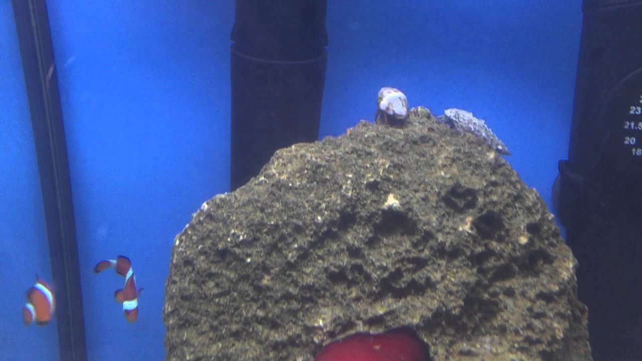 Plafoniere Per Nanoreef : Aquael nanoreef litri pesci pagliaccio actinia equina