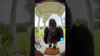 Gorilla is Geeked and 67!#shorts#ai#jakepaul#loganpaul#prime#foryoupage#viral#views#kids#trending#67