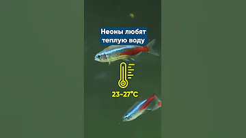 10 фактов о неонах #Shorts