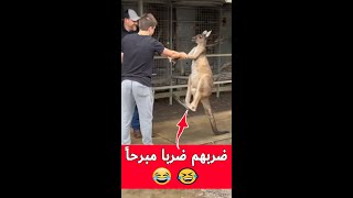 ضربهم حيوان الكنغر ضرباً شديدا  شاهد ماذا فعل لهم ??