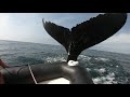 WATCH: Humpback whale collides with inflatable tour boat