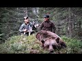 Jakt i Norden - Björnjakt och Vildsvinseftersök