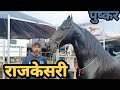 Stallion-Rajkeshari at pushkar fair!! horse market pushkar!! pushkar mela 2019