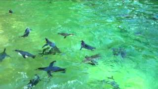 Beauval Autres Animaux