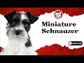 Unleash The Fun Facts: Mini Schnauzer Puppies