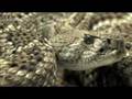 Snake Beauty 13 - Western Diamondback 01