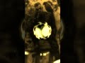 اسمع تتر النهايه دمراوي Damrawee أورج حالات واتس Remix اورج 2024 مزمار Music جديد اكسبلور اسمع تتر النهايه دمراوي Damrawee أورج حالات واتس Remix اورج 2024 مزمار Music جديد اكسبلور