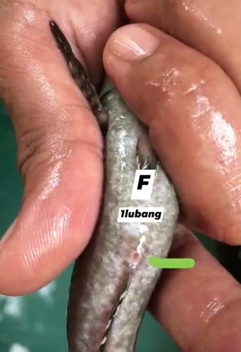 Cara membedakan Betina dan Jantan Channa atau Gabus #shorts