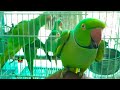 A Happy Morning Of Talking Parrot Family || Speaking Parrots Showing Their Energy In Morning Time