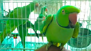 A Happy Morning Of Talking Parrot Family || Speaking Parrots Showing Their Energy In Morning Time