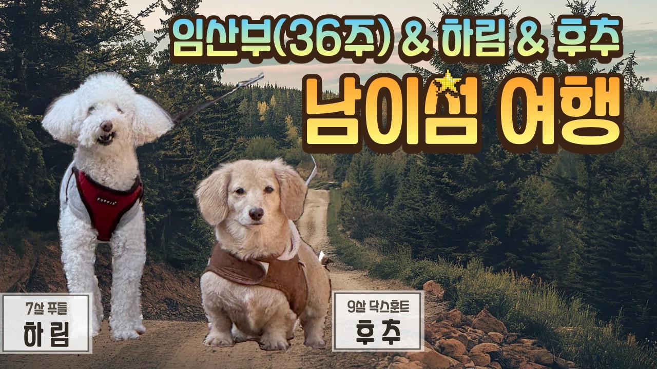 10년전과 달라진 남이섬 국내여행 [36주차 임산부&하림&후추 콜라보]