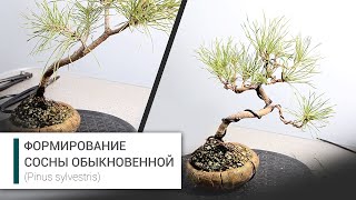 Формирование пре-бонсай из сосны обыкновенной.   The first styling of pinus sylvestris pre-bonsai