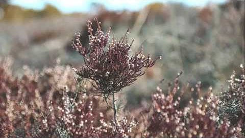 تلاوة هادئة لاتوصف من جمالها طيب مسامعك