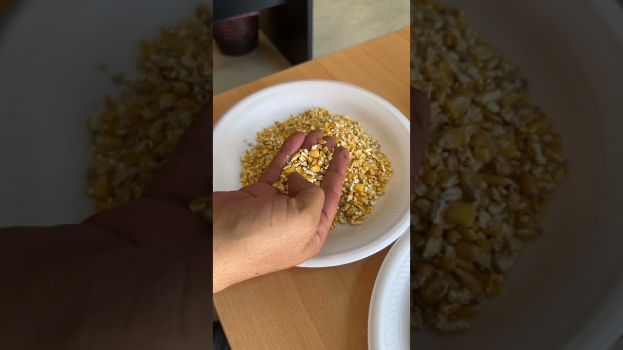 الذرة المجروشة الفوائد والاسخدامات