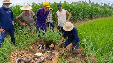 Lúc nhúc hàng chục con rắn độc vỡ tổ ở cái gò cỏ gây ám ảnh cho những người đi ruộng | TGSB #521