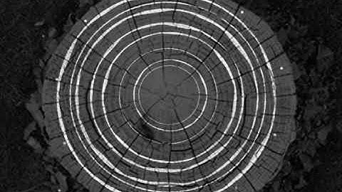 Audio Visualizer Tree