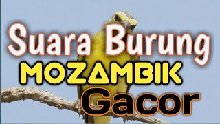 Suara burung Mozambik gacor di alam #Bird Song #Bird Call