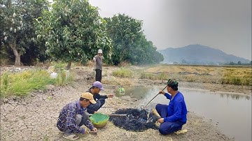 Săn Bắt Trên Cánh Đồng Lúa Thu Hoạch Rồi Cá Nướng Rơm.. Kiệt Làng Quê.