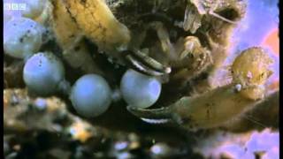 Dresser crab camouflage | Weird Nature | BBC