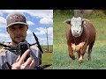 Operation Find and Catch the Hereford Bull