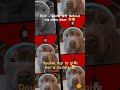 Santa really did her like that though 😭 - #puppylove #dog #doggy #staffy #dogmemes #trendy  #winter