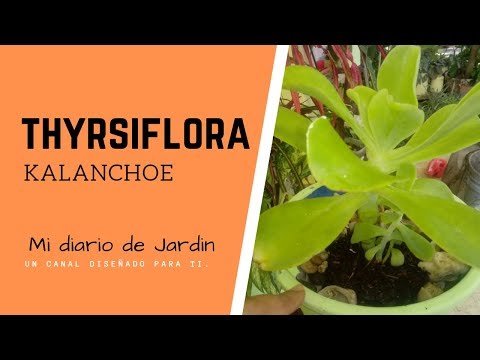 CUIDADO Y CULTIVO DE LA #SUCULENTA #KALANCHOE, #echeveriapallida, Mi diario de Jardin