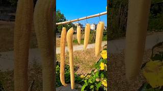Turning Loofah Into Art