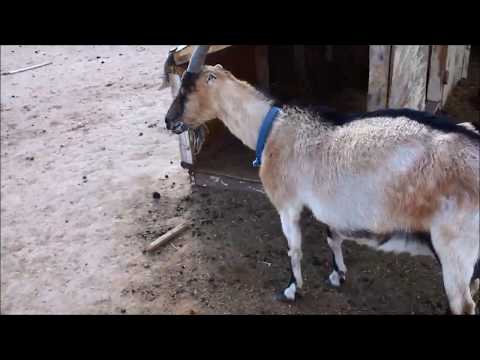 How To Massage A Goat With Bloat