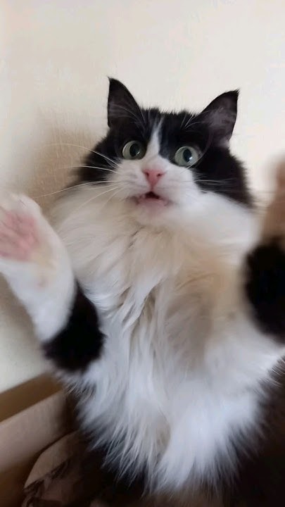 Лапы вверх. Сражение: Кошка и шнурок. У кошки игривое настроение. - YouTube